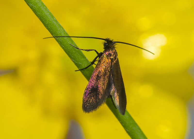 Adelidae, cfr. Cauchas rufimitrella